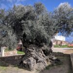 SABÍAMOS QUE LOS OLIVOS ERAN ÁRBOLES MUY VIEJOS. LO QUE NO IMAGINÁBAMOS ES QUE LLEGARAN A LOS 4.000 AÑOS DE EDAD 