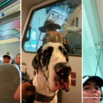 Clase y elegancia a 10 mil pies de altura: Gran Danés viaja como pasajero ejemplar ✈🐶