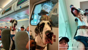 Clase y elegancia a 10 mil pies de altura: Gran Danés viaja como pasajero ejemplar ✈🐶