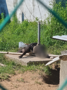 ¡Cero impunidad al maltrato animal en Coatzacoalcos!: Alcalde Pedro Miguel Rosaldo celebra vinculación a proceso por el caso de “Negrito”